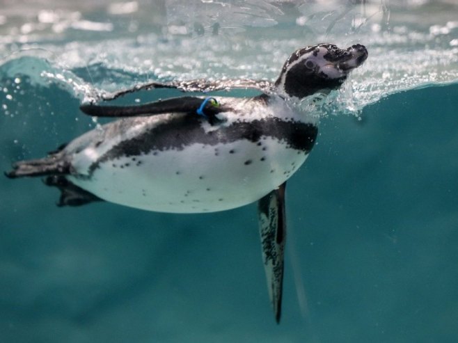 Пингвин (Фото: EPA/DIVYAKANT SOLANKI) - 