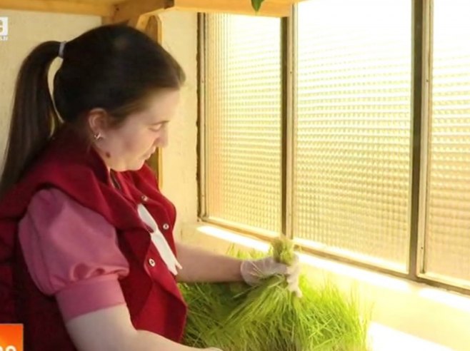 Газдинство Чавић Газдинство Чавић - Фото: РТРС