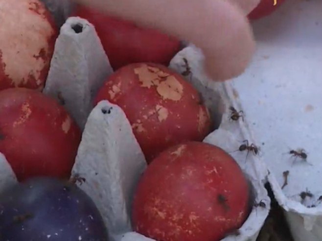 Мравља јаја - Фото: РТРС