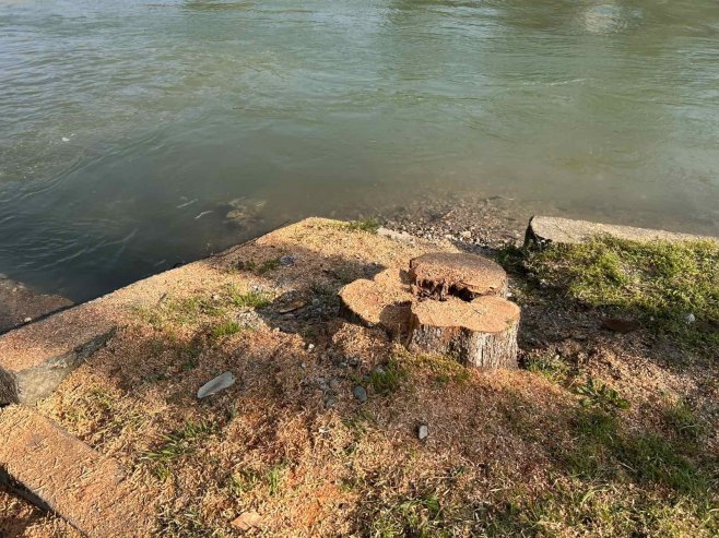 Сјеча стабала уз Врбас - Фото: РТРС