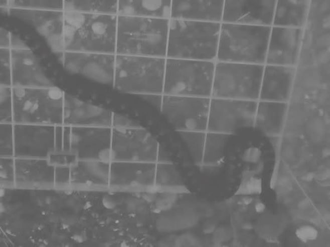 Лопаре-поскок - Фото: СРНА