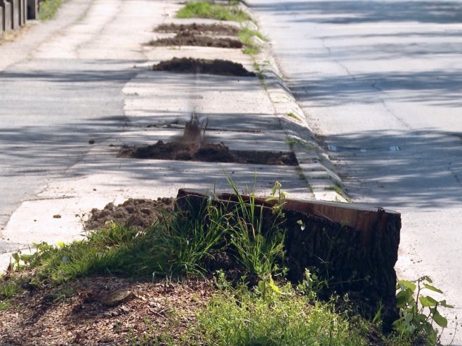 Бањалука осванула без још једног дрвореда; Када ће се престати са девастацијом градског зеленила? (ВИДЕО)