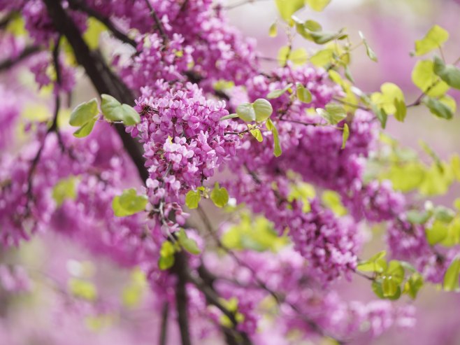Прољеће (Фото: Танјуг/Милош Миливојевић) - 