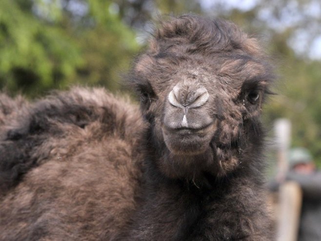 Беба камила (Фото: EPA/ATTILA KOVACS, илустрација) - 