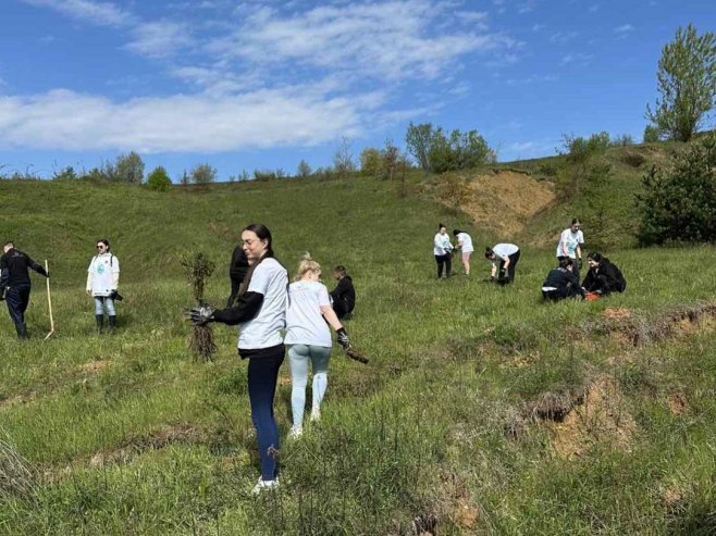 Засађено 500 стабала аутохтоних врста у Станарима - Фото: СРНА