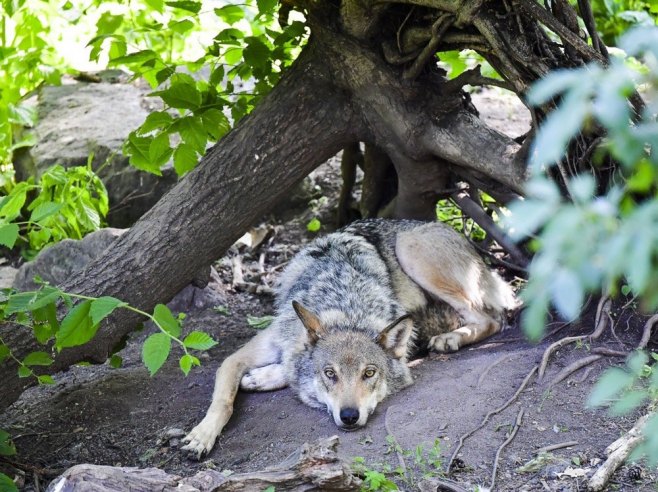 Најмање 18 вукова угинуло у италијанском националном парку, сумња се на тровање