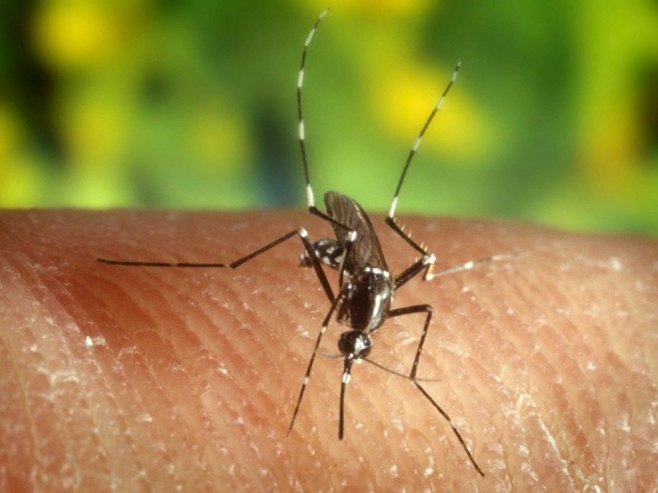 Комарац (Фото: EPA/U.S. Centers for Disease Control, илустрација) - 
