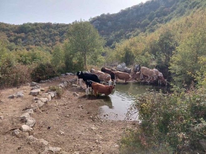Требиње - вода за стоку - Фото: СРНА