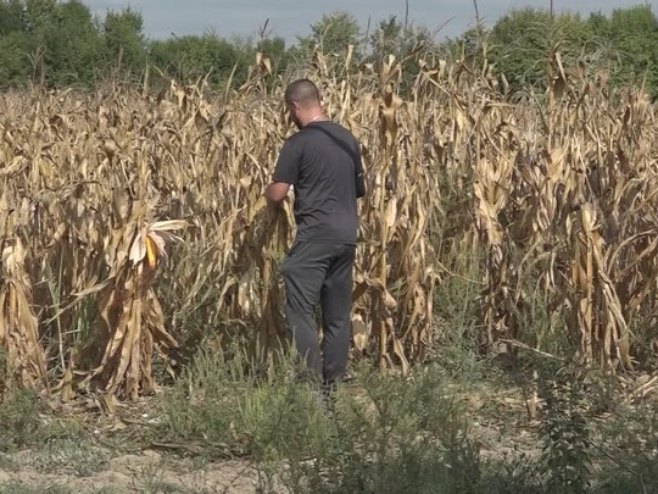 Почела берба кукуруза у Посавини; Ове године знатно мањи  приноси