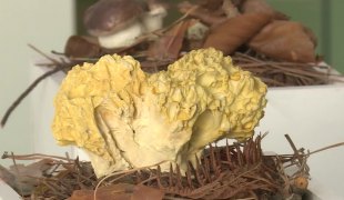 Јутарњи програм